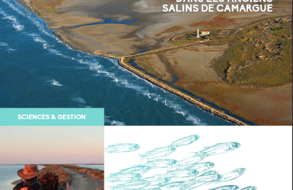 LES SOLUTIONS FONDÉES SUR LA NATURE DANS LES ANCIENS SALINS DE CAMARGUE (Tour Du Valat 2019)
