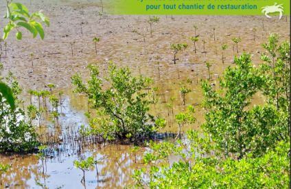 Guide technique : la Restauration de Mangrove (Pôle Relais Zones Humides Tropicales)