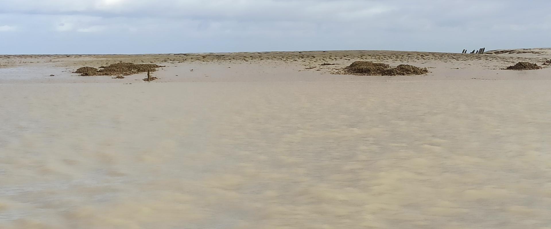 Avifaune - Baie de l'Aiguillon