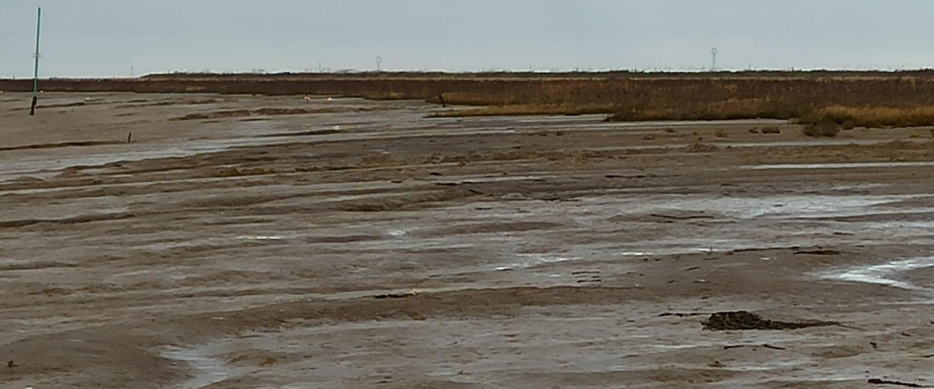 Vasières en Baie de l'Aiguillon